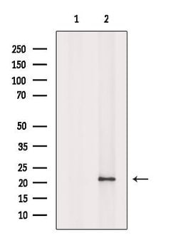 Invitrogen Phospho-BID (Ser78) Polyclonal Antibody 100 &mu;L; Unconjugated:Antibodies,