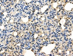 Invitrogen Phospho-Caspase 8 (Tyr380) Polyclonal Antibody 100 &mu;L; Unconjugated:Antibodies,