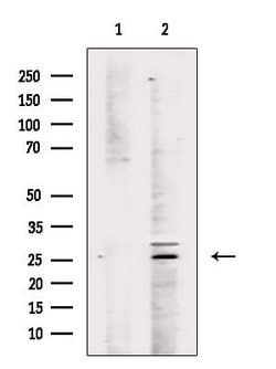 Invitrogen Phospho-Caspase 8 (Tyr380) Polyclonal Antibody 100 &mu;L; Unconjugated:Antibodies,