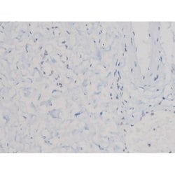 Invitrogen Phospho-Cdc25A (Ser76) Polyclonal Antibody 100 &mu;L; Unconjugated:Antibodies,