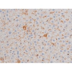 Invitrogen Phospho-Cdc25A (Ser76) Polyclonal Antibody 100 &mu;L; Unconjugated:Antibodies,