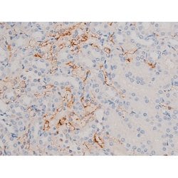 Invitrogen Phospho-Cdc25A (Ser76) Polyclonal Antibody 100 &mu;L; Unconjugated:Antibodies,