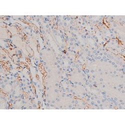 Invitrogen Phospho-Cdc25A (Ser76) Polyclonal Antibody 100 &mu;L; Unconjugated:Antibodies,