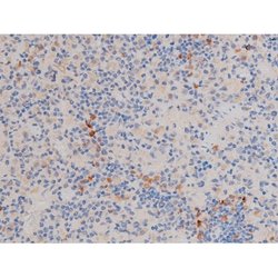 Invitrogen Phospho-Cdc25A (Ser76) Polyclonal Antibody 100 &mu;L; Unconjugated:Antibodies,
