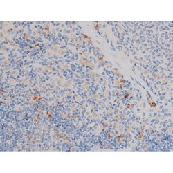 Invitrogen Phospho-Cdc25A (Ser76) Polyclonal Antibody 100 &mu;L; Unconjugated:Antibodies,