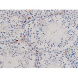 Invitrogen Phospho-Cdc25A (Ser76) Polyclonal Antibody 100 &mu;L; Unconjugated:Antibodies,