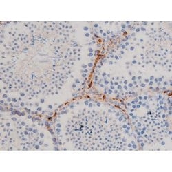 Invitrogen Phospho-Cdc25A (Ser76) Polyclonal Antibody 100 &mu;L; Unconjugated:Antibodies,