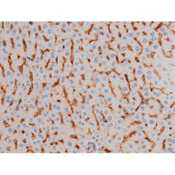 Invitrogen Phospho-Cdc25A (Ser76) Polyclonal Antibody 100 &mu;L; Unconjugated:Antibodies,