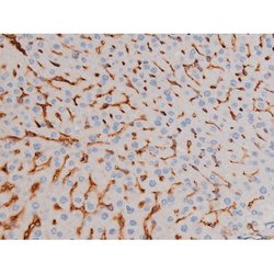 Invitrogen Phospho-Cdc25A (Ser76) Polyclonal Antibody 100 &mu;L; Unconjugated:Antibodies,