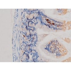 Invitrogen Phospho-Cdc25A (Ser76) Polyclonal Antibody 100 &mu;L; Unconjugated:Antibodies,