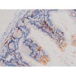 Invitrogen Phospho-Cdc25A (Ser76) Polyclonal Antibody 100 &mu;L; Unconjugated:Antibodies,