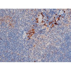 Invitrogen Phospho-Cdc25A (Ser76) Polyclonal Antibody 100 &mu;L; Unconjugated:Antibodies,