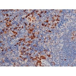 Invitrogen Phospho-Cdc25A (Ser76) Polyclonal Antibody 100 &mu;L; Unconjugated:Antibodies,