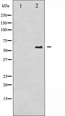 Invitrogen Phospho-Cdc25A (Ser76) Polyclonal Antibody 100 &mu;L; Unconjugated:Antibodies,