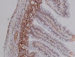 Phospho-CDK4 (Thr172) Polyclonal Antibody, Invitrogen 100 &mu;L; Unconjugated:Antibodies,