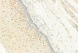 Phospho-CDK4 (Thr172) Polyclonal Antibody, Invitrogen 100 &mu;L; Unconjugated:Antibodies,