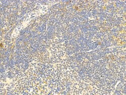 Invitrogen Phospho-C-Jun (Ser73) Polyclonal Antibody 100 &mu;L; Unconjugated:Antibodies,