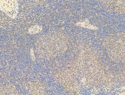 Invitrogen Phospho-C-Jun (Ser73) Polyclonal Antibody 100 &mu;L; Unconjugated:Antibodies,