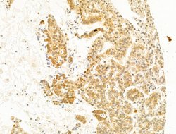 Invitrogen Phospho-C-Jun (Ser73) Polyclonal Antibody 100 &mu;L; Unconjugated:Antibodies,