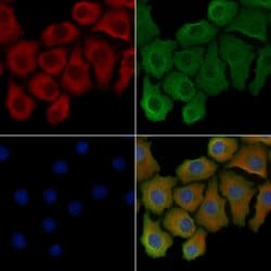 Phospho-COX4 (Ser58) Polyclonal Antibody:Antibodies, Polyclonal
