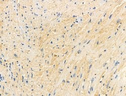 Phospho-COX4 (Ser58) Polyclonal Antibody:Antibodies, Polyclonal