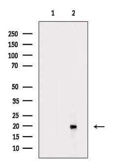 Phospho-COX4 (Ser58) Polyclonal Antibody:Antibodies, Polyclonal