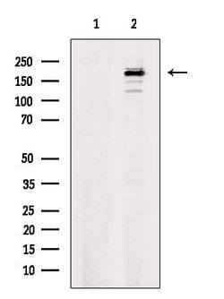 Invitrogen Phospho-DNMT1 (Ser714) Polyclonal Antibody 100 &mu;L; Unconjugated:Antibodies,