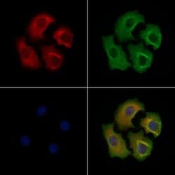 Invitrogen Phospho-EIF4B (Ser504) Polyclonal Antibody 100 &mu;L; Unconjugated:Antibodies,
