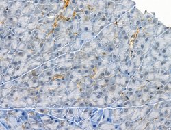 Invitrogen Phospho-EIF4B (Ser504) Polyclonal Antibody 100 &mu;L; Unconjugated:Antibodies,