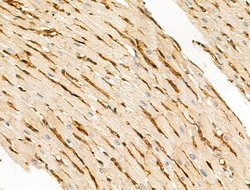 Invitrogen Phospho-EIF4B (Ser504) Polyclonal Antibody 100 &mu;L; Unconjugated:Antibodies,