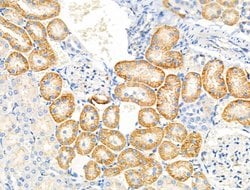 Invitrogen Phospho-EIF4B (Ser504) Polyclonal Antibody 100 &mu;L; Unconjugated:Antibodies,