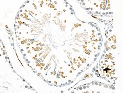 Invitrogen Phospho-EIF4B (Ser504) Polyclonal Antibody 100 &mu;L; Unconjugated:Antibodies,
