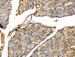 Invitrogen Phospho-EIF4B (Ser504) Polyclonal Antibody 100 &mu;L; Unconjugated:Antibodies,