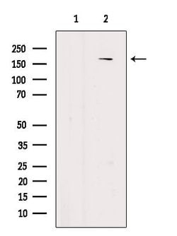 Invitrogen Phospho-EPRS (Ser886) Polyclonal Antibody 100 &mu;L; Unconjugated:Antibodies,