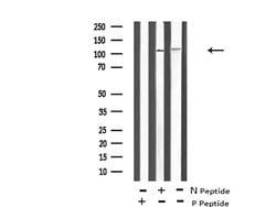 Invitrogen Phospho-ERK5 (Thr219, Tyr221) Polyclonal Antibody 100 &mu;L;