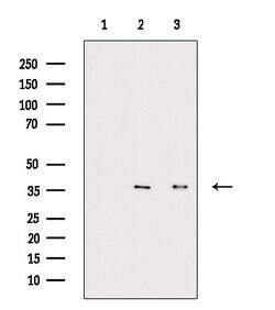 Invitrogen Phospho-FAS (CD95) (Tyr291) Polyclonal Antibody 100 &mu;L; Unconjugated:Antibodies,