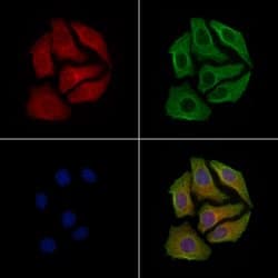 Phospho-GAP43 (Ser41) Polyclonal Antibody:Antibodies, Polyclonal