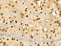 Invitrogen Phospho-GSK3B (Thr390) Polyclonal Antibody 100 &mu;L; Unconjugated:Antibodies,