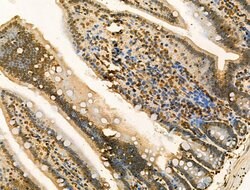 Invitrogen Phospho-GSK3B (Thr390) Polyclonal Antibody 100 &mu;L; Unconjugated:Antibodies,