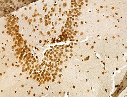 Invitrogen Phospho-GSK3B (Thr390) Polyclonal Antibody 100 &mu;L; Unconjugated:Antibodies,