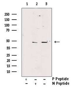 Invitrogen Phospho-GSK3B (Thr390) Polyclonal Antibody 100 &mu;L; Unconjugated:Antibodies,