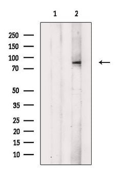 Invitrogen Phospho-HGS (Tyr216) Polyclonal Antibody 100 &mu;L | Buy Online | Invitrogen&trade; | Fisher Scientific