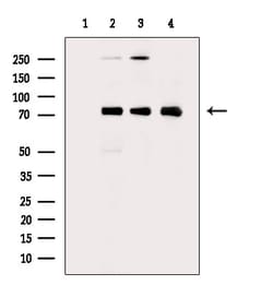 Invitrogen Phospho-HSF1 (Ser303) Polyclonal Antibody 100 &mu;L; Unconjugated:Antibodies,