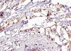 Invitrogen Phospho-HSF1 (Ser303) Polyclonal Antibody 100 &mu;L; Unconjugated:Antibodies,