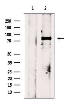 Invitrogen Phospho-HSF1 (Ser303) Polyclonal Antibody 100 &mu;L; Unconjugated:Antibodies,