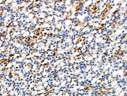 Invitrogen Phospho-ILK (Thr173) Polyclonal Antibody 100 &mu;L; Unconjugated:Antibodies,