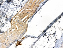Invitrogen Phospho-ILK (Thr173) Polyclonal Antibody 100 &mu;L; Unconjugated:Antibodies,