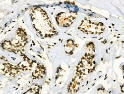 Invitrogen Phospho-JAK2 (Tyr1008) Polyclonal Antibody 100 &mu;L; Unconjugated:Antibodies,