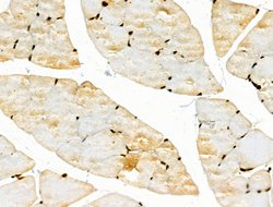 Invitrogen Phospho-JAK2 (Tyr1008) Polyclonal Antibody 100 &mu;L; Unconjugated:Antibodies,