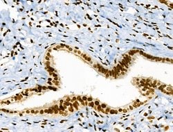 Invitrogen Phospho-JAK2 (Tyr1008) Polyclonal Antibody 100 &mu;L; Unconjugated:Antibodies,